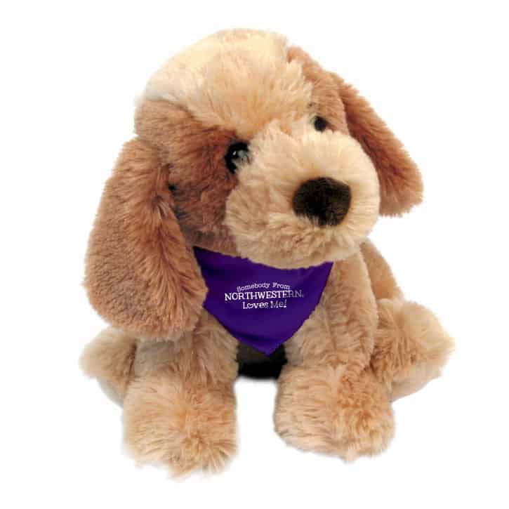 Northwestern Wildcats Bo Wearing Purple "Somebody From Northwestern Loves Me" Bandana
