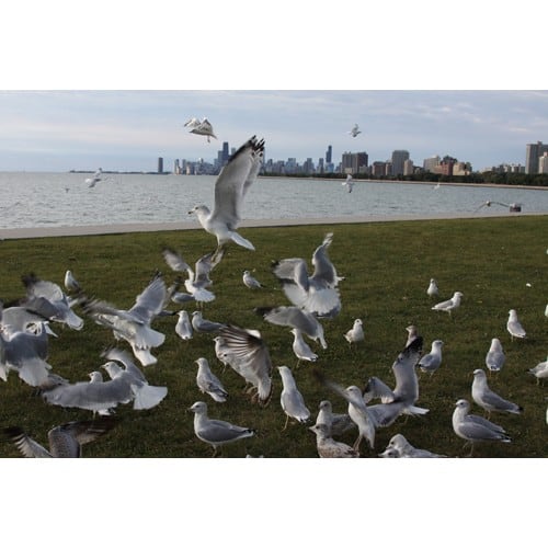 Chicago Postcard: Breakfast for the Seagulls at The Chicago Lakefront CPC0026