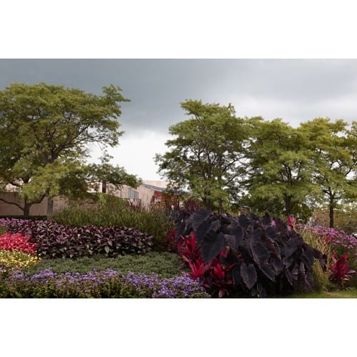 Northwestern Wildcats Postcard Northwestern Campus Colors in the Autumn NU2012