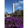 Northwestern Wildcats Postcard Clock Tower at Rebecca Crown Center NU0013