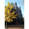 Northwestern Wildcats Postcard Deering Library NU0035